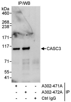 CASC3 Rabbit anti-Human, Polyclonal, Bethyl Laboratories 100 &mu;L; Unconjugated:Antibodies,