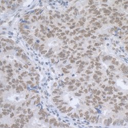 CASC5 Rabbit anti-Human, Polyclonal, Bethyl Laboratories 100 &mu;L; Unconjugated:Antibodies,