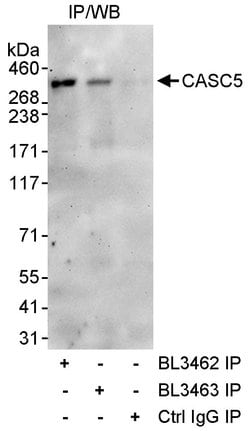 CASC5 Rabbit anti-Human, Polyclonal, Bethyl Laboratories 10 &mu;L; Unconjugated:Antibodies,