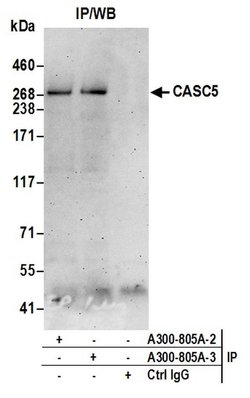 CASC5 Rabbit anti-Human, Polyclonal, Bethyl Laboratories 100 &mu;L; Unconjugated:Antibodies,
