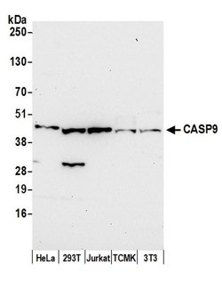 CASP9/Caspase 9 Rabbit anti-Human, Mouse, Polyclonal, Bethyl Laboratories 100 &mu;L | Buy Online | Bethyl Laboratories, Inc | Fisher Scientific