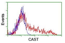 CAST Monoclonal Antibody (OTI1E7), TrueMAB , OriGene 100 &mu;L; Unconjugated:Antibodies,