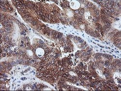CAST Monoclonal Antibody (OTI1E7), TrueMAB , OriGene 100 &mu;L; Unconjugated:Antibodies,