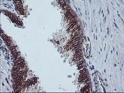 CAST Monoclonal Antibody (OTI1E7), TrueMAB , OriGene:Antibodies:Primary