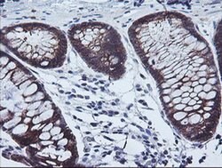 CAST Monoclonal Antibody (OTI1E7), TrueMAB , OriGene 100 &mu;L; Unconjugated:Antibodies,