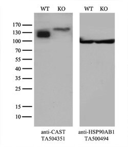 CAST Monoclonal Antibody (OTI1E7), TrueMAB , OriGene 100 &mu;L; Unconjugated:Antibodies,