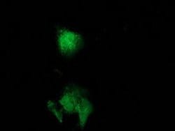 CAT Mouse anti-Canine, Human, Rat, Clone: OTI1B6, liquid, TrueMAB 100 &mu;L;