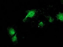 CAT Mouse anti-Canine, Human, Clone: OTI3C3, liquid, TrueMAB 100 &mu;L;