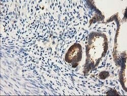 CAT Mouse anti-Canine, Human, Rat, Clone: OTI1B6, liquid, TrueMAB 100 &mu;L;