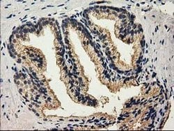 CAT Mouse anti-Canine, Human, Rat, Clone: OTI1B6, liquid, TrueMAB 100 &mu;L;