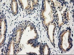 CAT Mouse anti-Canine, Human, Rat, Clone: OTI1B6, liquid, TrueMAB 100 &mu;L;