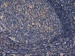 CAT Mouse anti-Canine, Human, Rat, Clone: OTI1B6, liquid, TrueMAB 100 &mu;L;