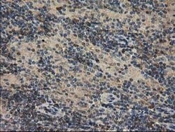 CAT Mouse anti-Canine, Human, Rat, Clone: OTI1B6, liquid, TrueMAB 100 &mu;L;
