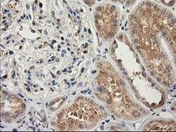 CAT Mouse anti-Canine, Human, Rat, Clone: OTI1B6, liquid, TrueMAB 100 &mu;L;