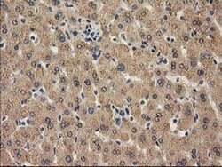 CAT Mouse anti-Canine, Human, Rat, Clone: OTI1B6, liquid, TrueMAB 100 &mu;L;