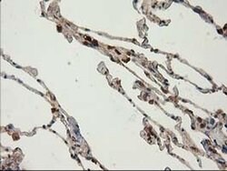 CAT Mouse anti-Canine, Human, Rat, Clone: OTI1B6, liquid, TrueMAB 100 &mu;L;
