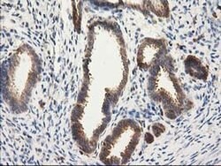 CAT Mouse anti-Canine, Human, Clone: OTI3C3, liquid, TrueMAB 100 &mu;L;