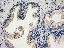 CAT Mouse anti-Canine, Human, Clone: OTI3C3, liquid, TrueMAB 100 &mu;L;