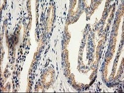 CAT Mouse anti-Canine, Human, Clone: OTI3C3, liquid, TrueMAB 100 &mu;L;