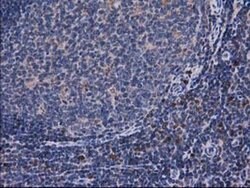 CAT Mouse anti-Canine, Human, Clone: OTI3C3, liquid, TrueMAB 100 &mu;L;
