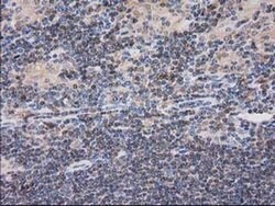 CAT Mouse anti-Canine, Human, Clone: OTI3C3, liquid, TrueMAB 100 &mu;L;