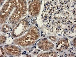 CAT Mouse anti-Canine, Human, Clone: OTI3C3, liquid, TrueMAB 100 &mu;L;