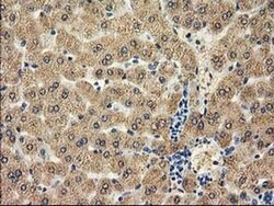 CAT Mouse anti-Canine, Human, Clone: OTI3C3, liquid, TrueMAB 100 &mu;L;