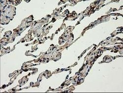 CAT Mouse anti-Canine, Human, Clone: OTI3C3, liquid, TrueMAB 100 &mu;L;