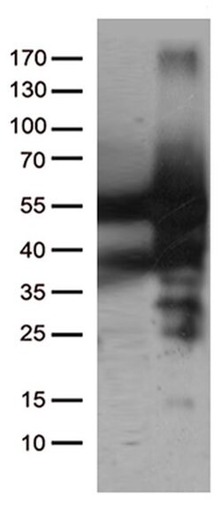 CAT Mouse anti-Canine, Human, Rat, Clone: OTI1B6, liquid, TrueMAB 100 &mu;L;