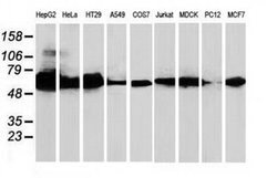 CAT Mouse anti-Canine, Human, Rat, Clone: OTI1B6, liquid, TrueMAB 100 &mu;L;