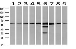 CAT Mouse anti-Canine, Human, Rat, Clone: OTI1B6, liquid, TrueMAB 100 &mu;L;
