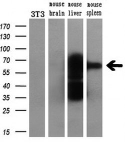 CAT Mouse anti-Canine, Human, Rat, Clone: OTI1B6, liquid, TrueMAB 100 &mu;L;
