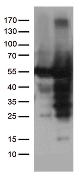 CAT Mouse anti-Canine, Human, Clone: OTI3C3, liquid, TrueMAB 100 &mu;L;