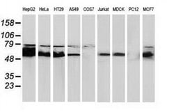 CAT Mouse anti-Canine, Human, Clone: OTI3C3, liquid, TrueMAB 100 &mu;L;