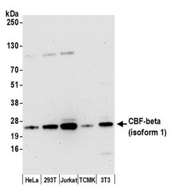 CBF-beta (isoform 1) Rabbit anti-Human, Mouse, Polyclonal, Bethyl Laboratories 100 &mu;L | Buy Online | Bethyl Laboratories, Inc | Fisher Scientific