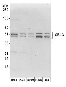 CBLC/CBL-3 Rabbit anti-Human, Mouse, Polyclonal, Bethyl Laboratories 100