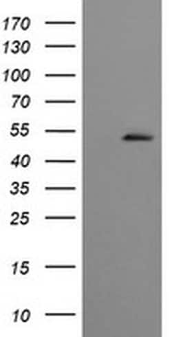 CBLC Monoclonal Antibody (OTI3D9), TrueMAB , OriGene:Antibodies:Primary