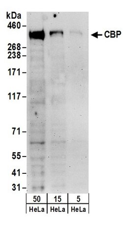 CBP Rabbit anti-Human, Polyclonal, Bethyl Laboratories 100 &mu;L; Unconjugated:Antibodies,