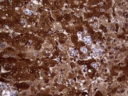 CBR1 Mouse anti-Human, Clone: OTI4B4, liquid, TrueMAB 100 &mu;L; Unconjugated:Antibodies,