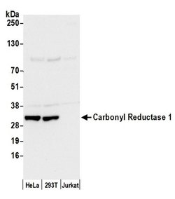 Carbonyl Reductase 1/CBR1 Polyclonal Antibody, Bethyl Laboratories:Antibodies:Primary