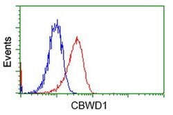CBWD1 Monoclonal Antibody (OTI4D4), TrueMAB , OriGene 100 &mu;L; Unconjugated:Antibodies,