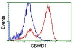 CBWD1 Monoclonal Antibody (OTI2D2), TrueMAB , OriGene 30 &mu;L | Buy Online | Origene Technologies | Fisher Scientific