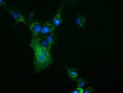 CBWD1 Monoclonal Antibody (OTI3F9), TrueMAB , OriGene 100 &mu;L; Unconjugated:Antibodies,