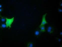 CBWD1 Mouse anti-Human, Clone: OTI9H5, liquid, TrueMAB 100 &mu;L; Unconjugated:Antibodies,