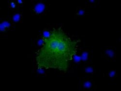 CBWD1 Monoclonal Antibody (OTI9B8), TrueMAB , OriGene 30 &mu;L; Unconjugated:Antibodies,