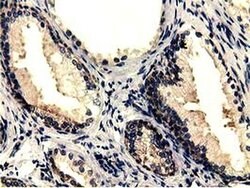 CBWD1 Monoclonal Antibody (OTI4D4), TrueMAB , OriGene 100 &mu;L; Unconjugated:Antibodies,