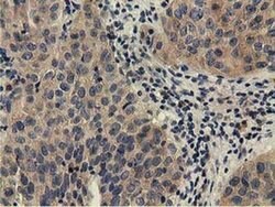 CBWD1 Monoclonal Antibody (OTI4D4), TrueMAB , OriGene 100 &mu;L; Unconjugated:Antibodies,