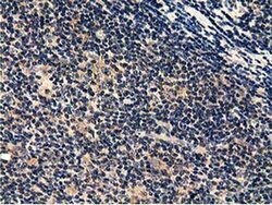 CBWD1 Monoclonal Antibody (OTI4D4), TrueMAB , OriGene 100 &mu;L; Unconjugated:Antibodies,