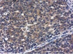 CBWD1 Mouse anti-Human, Clone: OTI3A11, lyophilized, TrueMAB 100 &mu;g;