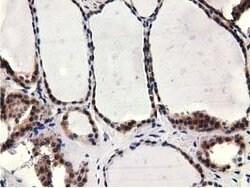 CBWD1 Mouse anti-Human, Clone: OTI3A11, lyophilized, TrueMAB 100 &mu;g;